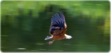 Ave Amazonas