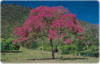 Ipê Pantanal MT