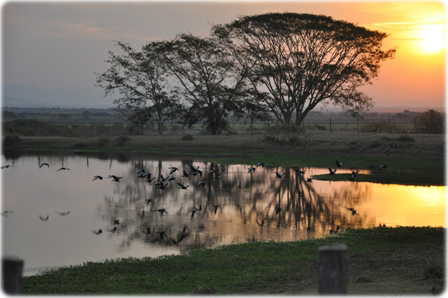 Pantanal